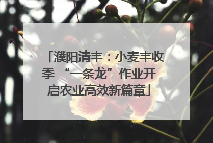 濮阳清丰：小麦丰收季 “一条龙”作业开启农业高效新篇章